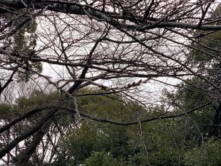 元町公園　桜開花情報【2025年3月3日】