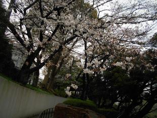 元町公園　桜開花情報【2025年3月29日】