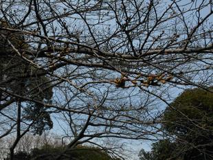  元町公園　桜開花情報【2025年3月24日】