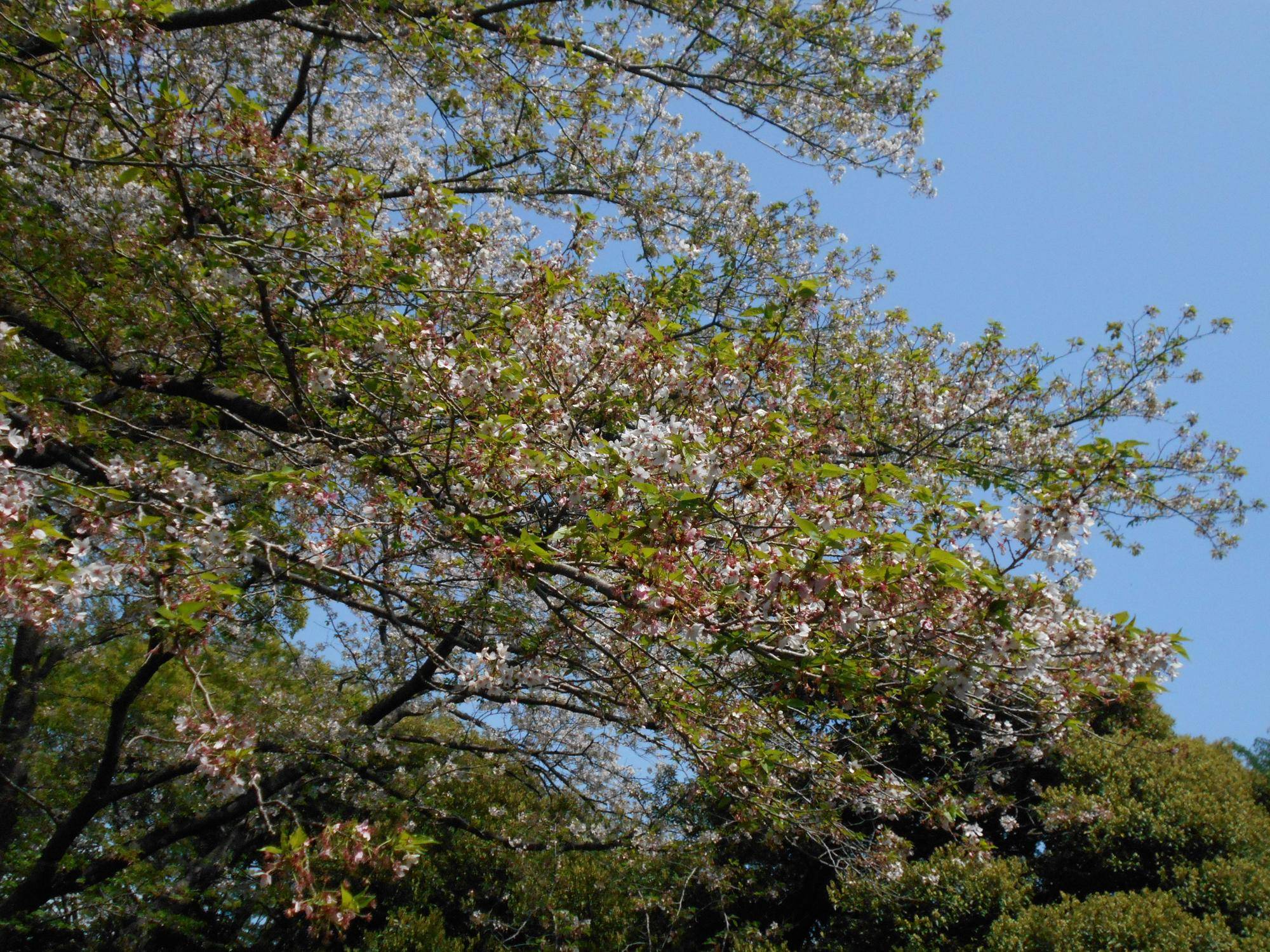 元町公園　桜開花情報【2025年4月12日】の写真