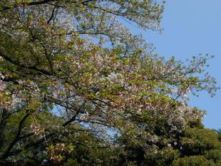 元町公園　桜開花情報【2025年4月12日】