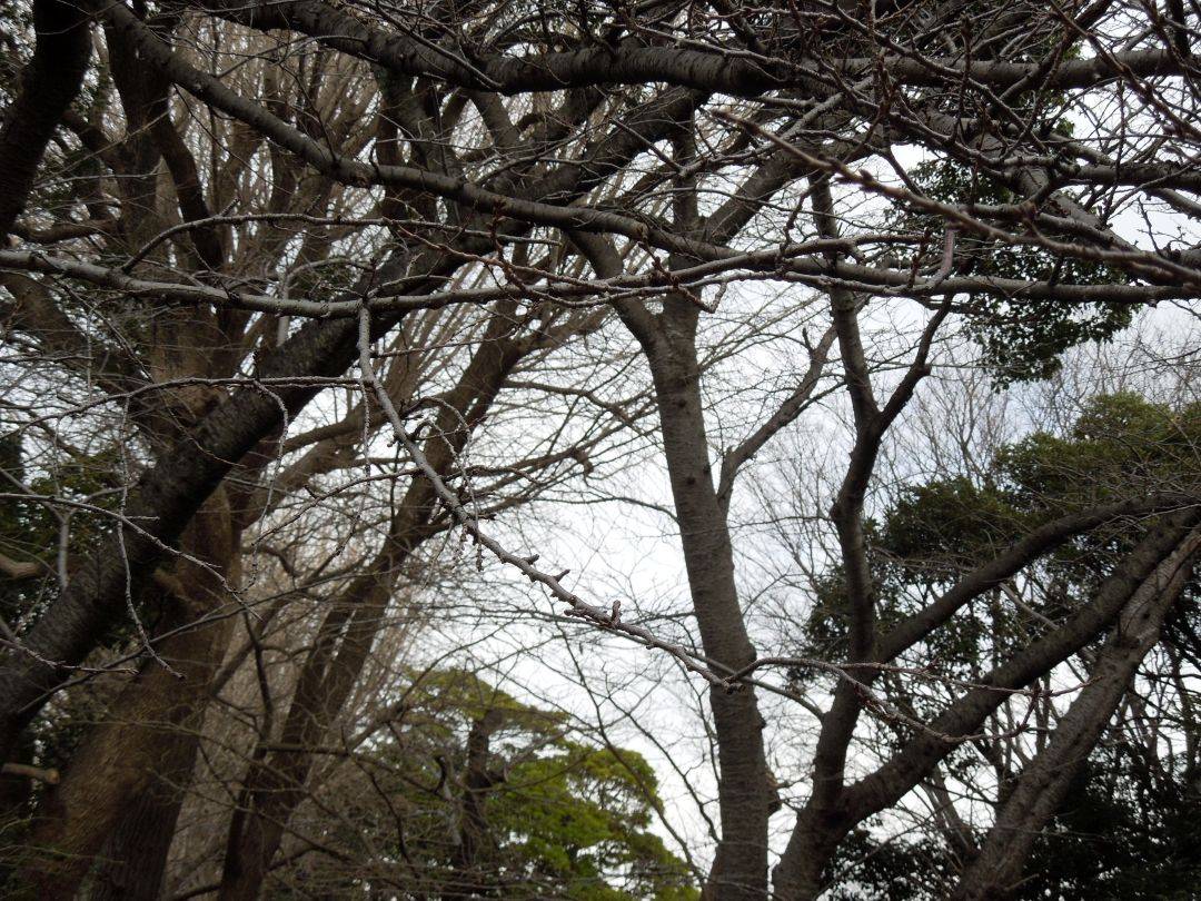  元町公園　桜開花情報【2026年2月24日】の写真