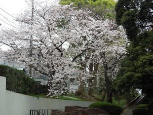 元町公園　桜開花情報【2026年3月31日】