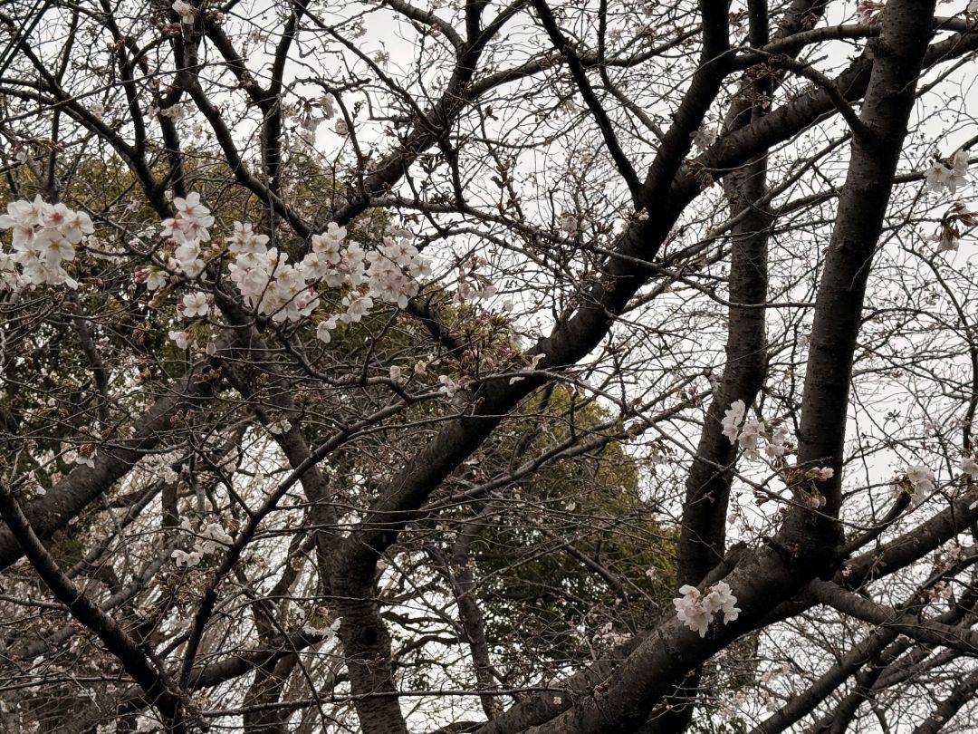  元町公園　桜開花情報【2026年3月25日】の写真
