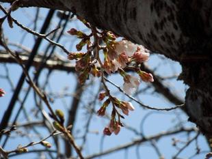 元町公園　桜開花情報【2026年3月18日】