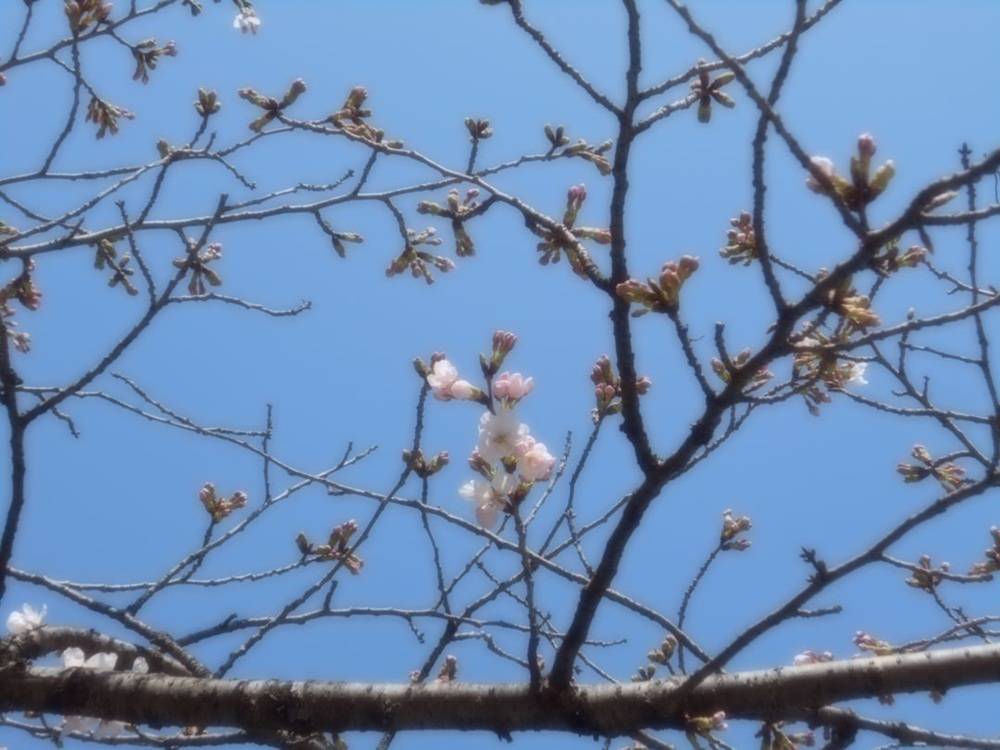  元町公園　桜開花情報【2026年3月21日】の写真