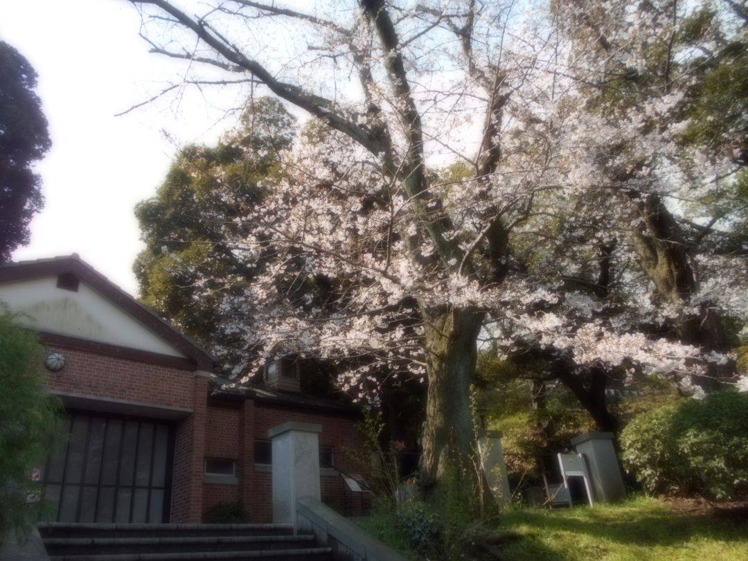 元町公園　桜開花情報【2026年3月28日】の写真