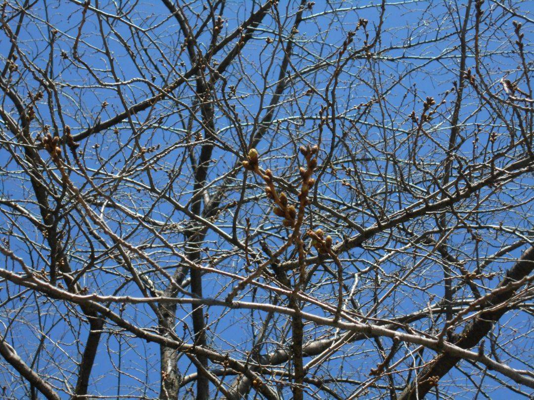  元町公園　桜開花情報【2026年3月15日】の写真