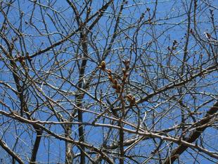  元町公園　桜開花情報【2026年3月15日】