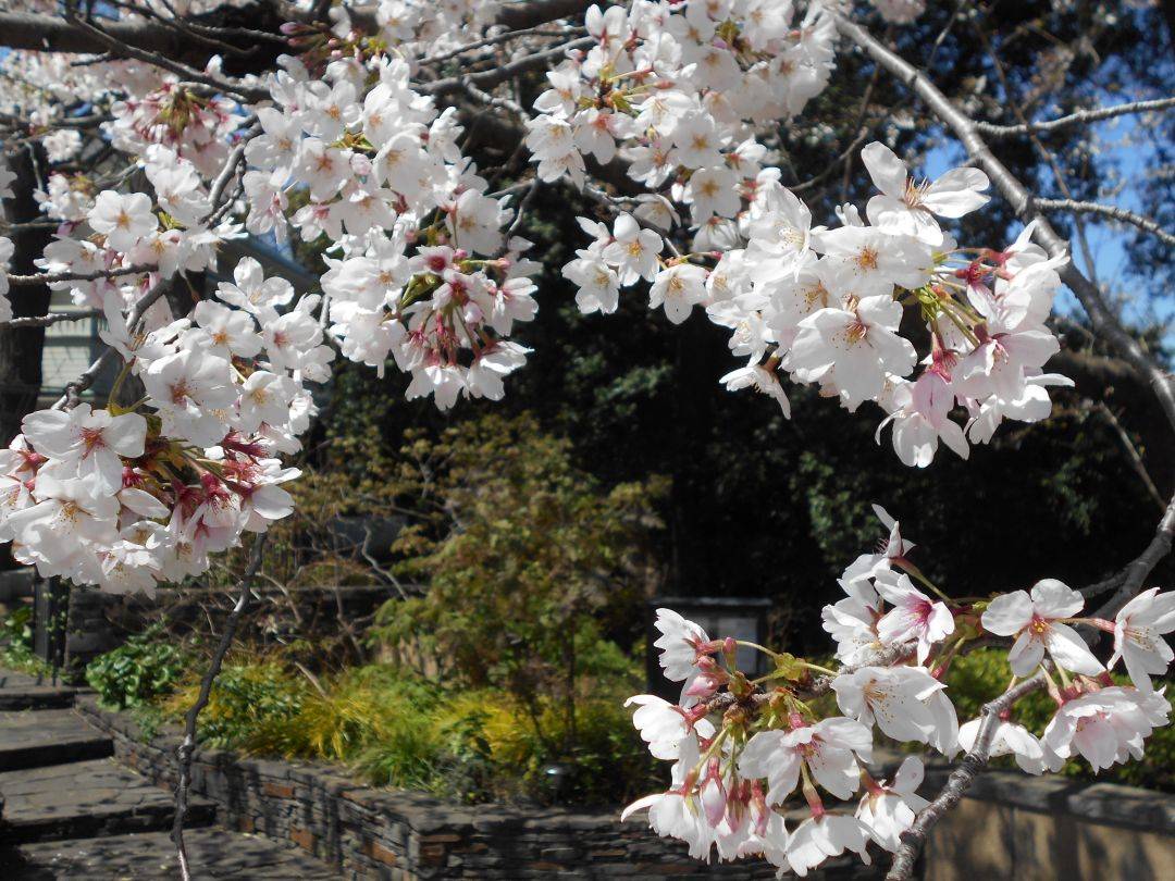  元町公園　桜開花情報【2026年4月3日】の写真