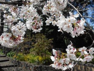  元町公園　桜開花情報【2026年4月3日】