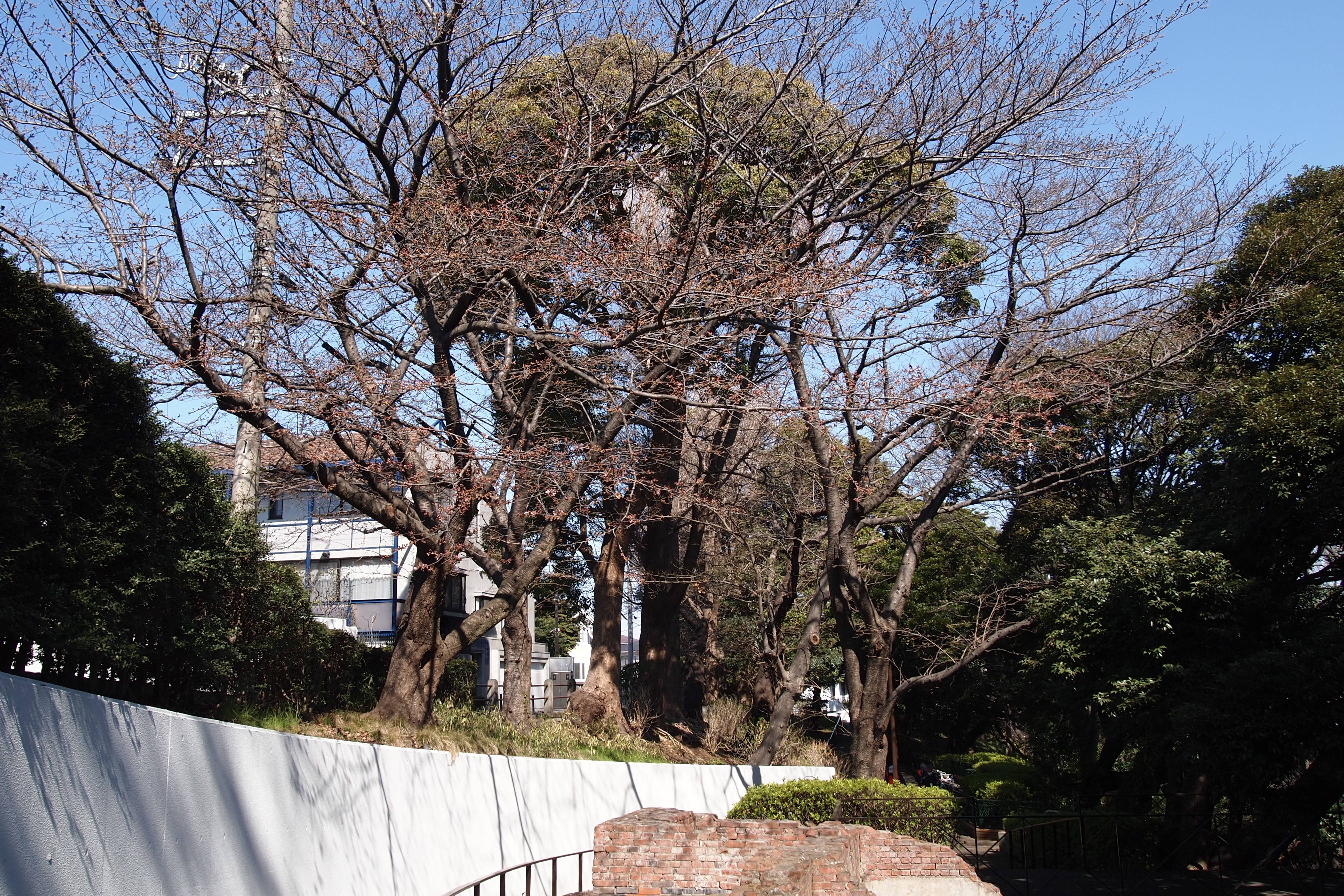 元町公園開花情報20170322 (2).jpg