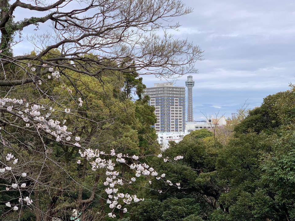 0327元町公園桜とマリンタワー.jpg