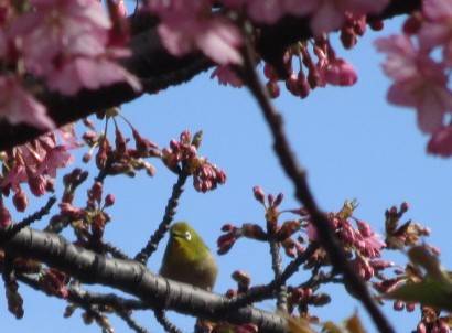 0308元町公園セントジョセフ河津桜のメジロ.jpg