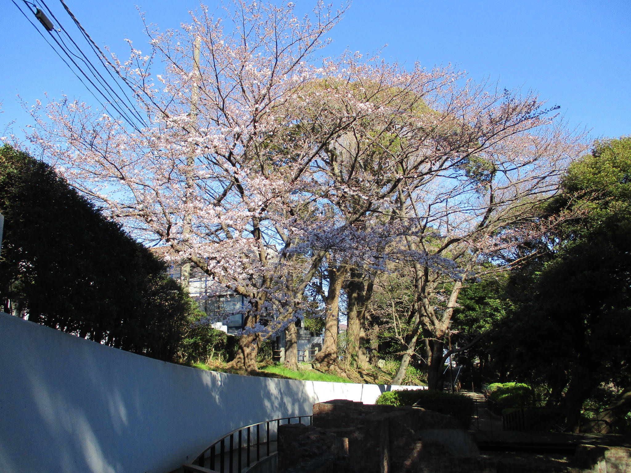 0324エリ桜 (2).jpg