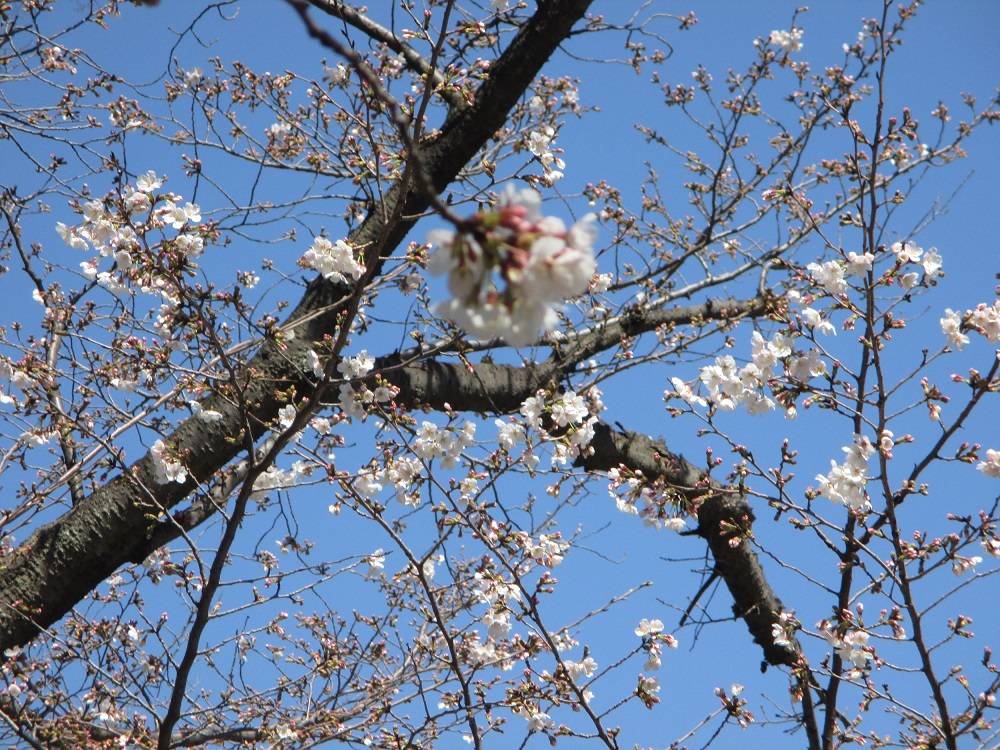 0320 ①　山手234番館　桜開花情報　【2023年3月20日号】.jpg