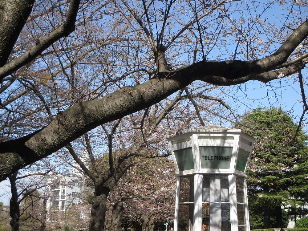 0320 ③　山手234番館　桜開花情報　【2023年3月20日号】.jpg