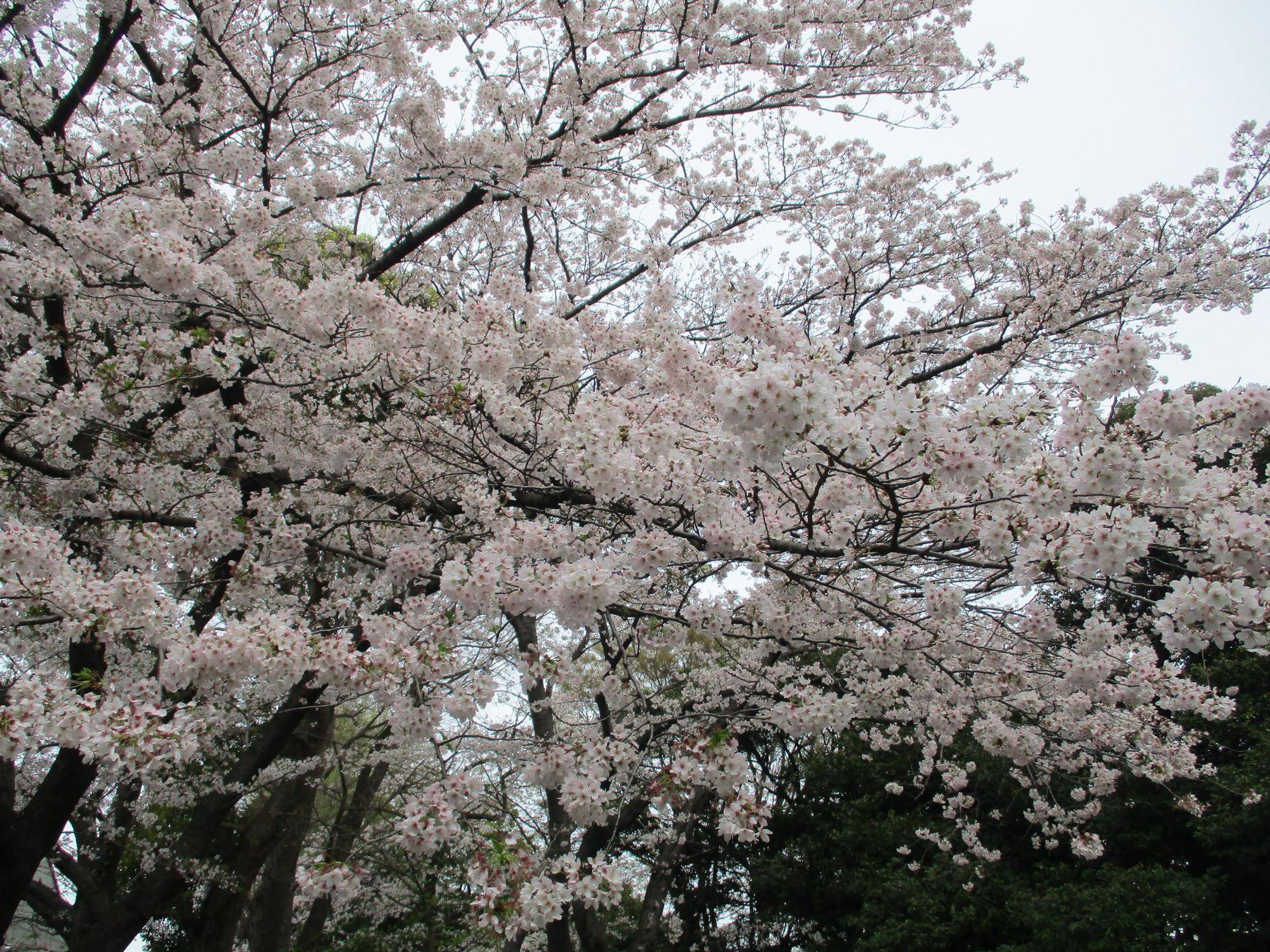 ①0327エリス元町公園80番遺跡 (1).jpg