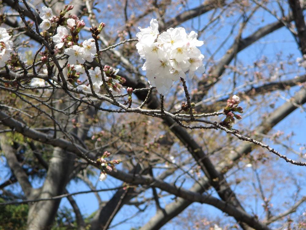 0320 ➁　山手234番館　桜開花情報　【2023年3月20日号】.jpg