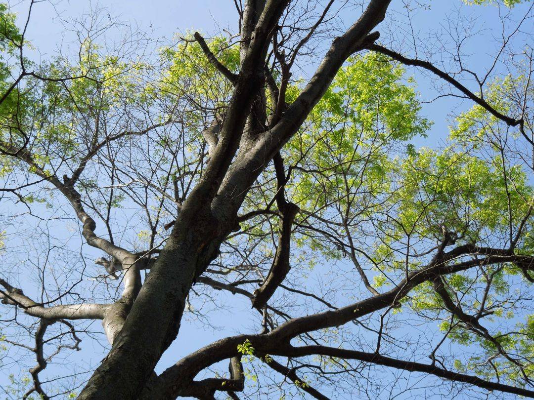 0407【エリスマン邸】折れ枝注意 (3).jpg