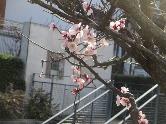 0307元町公園ジェラール気の早い桜.jpg