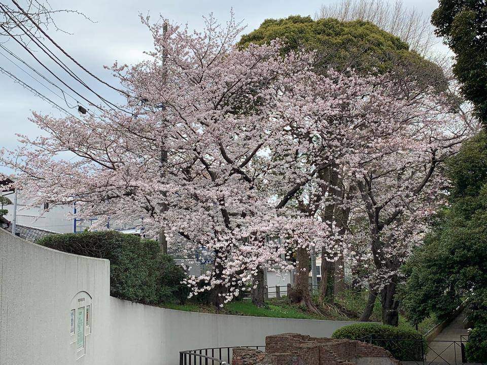 0327元町公園桜五分咲.jpg