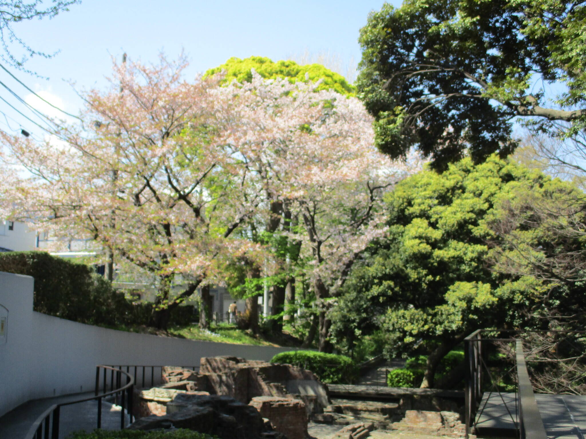 0406元町公園サクラ情報 (2).jpg