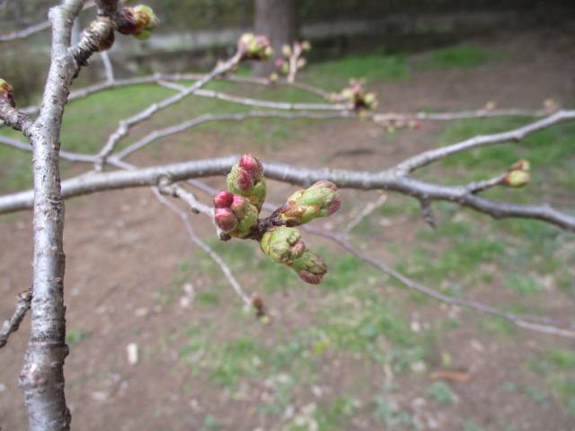 0316元町公園ソメイヨシノつぼみ.jpg