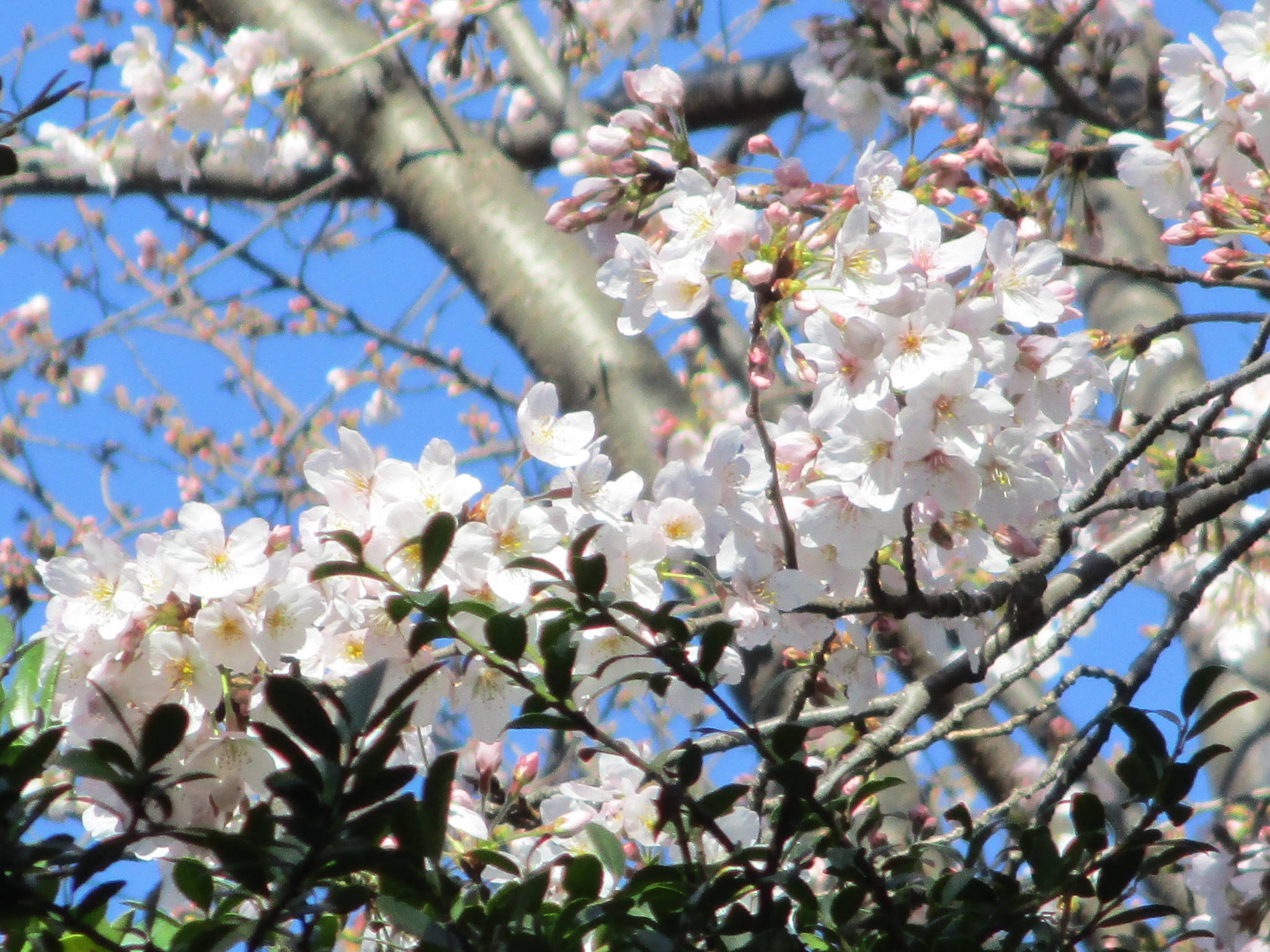 0324エリ桜 (1).jpg