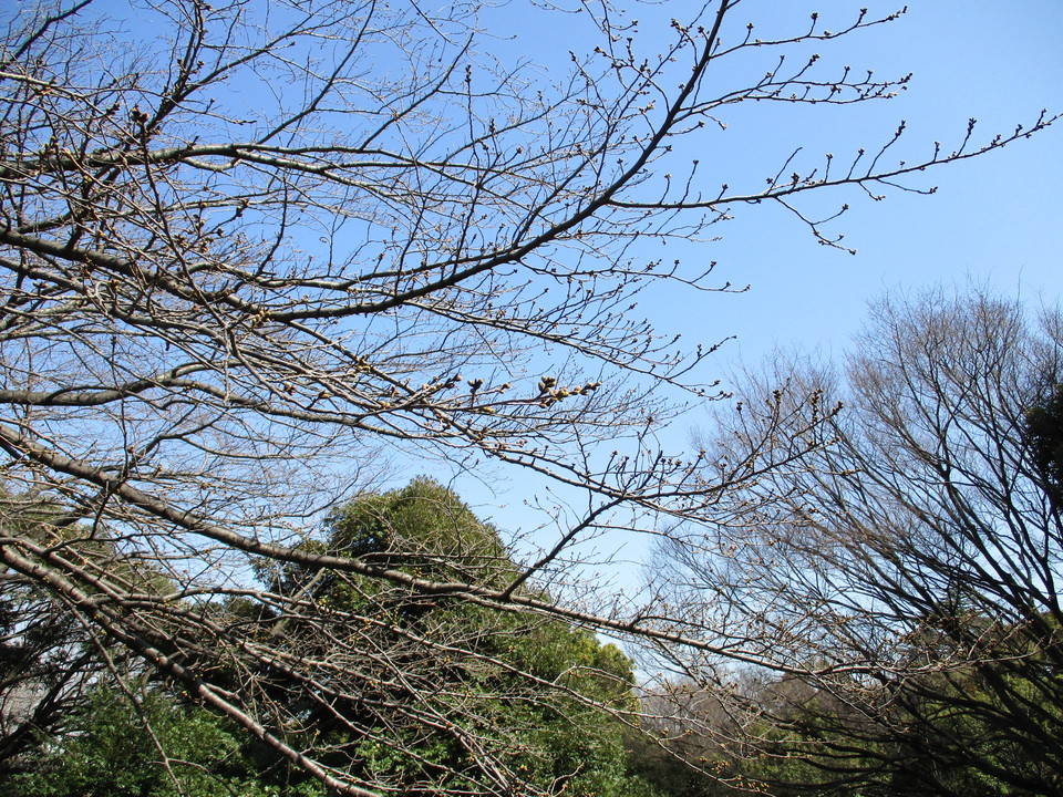 0312桜6(５) (1).jpg