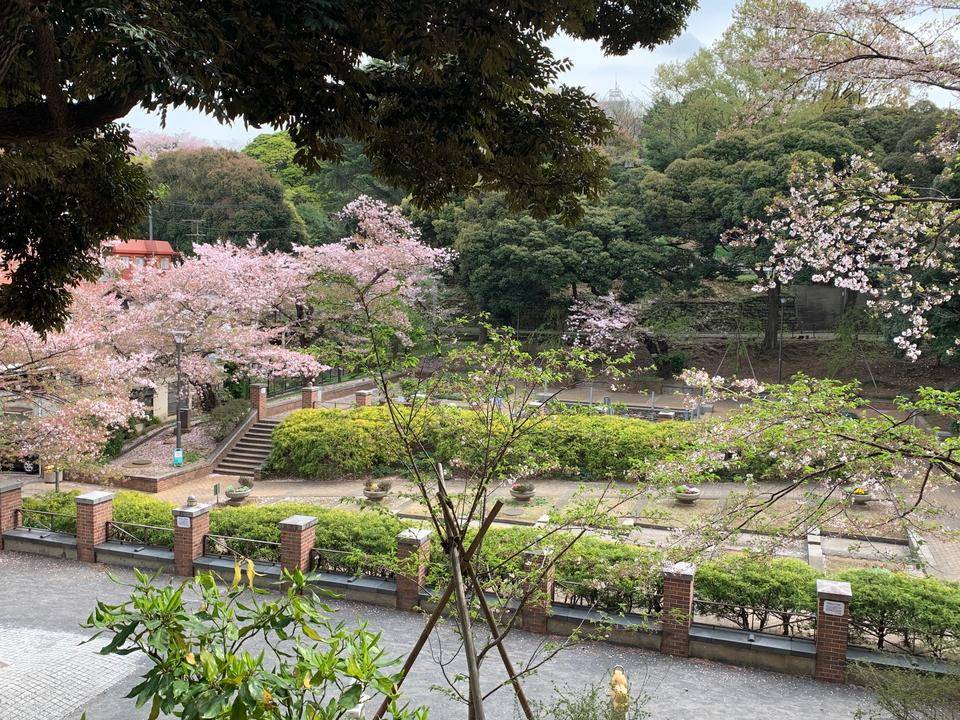 0401元町公園桜3.jpg