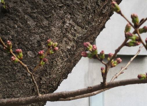 元町公園ソメイヨシノつぼみ２.jpg