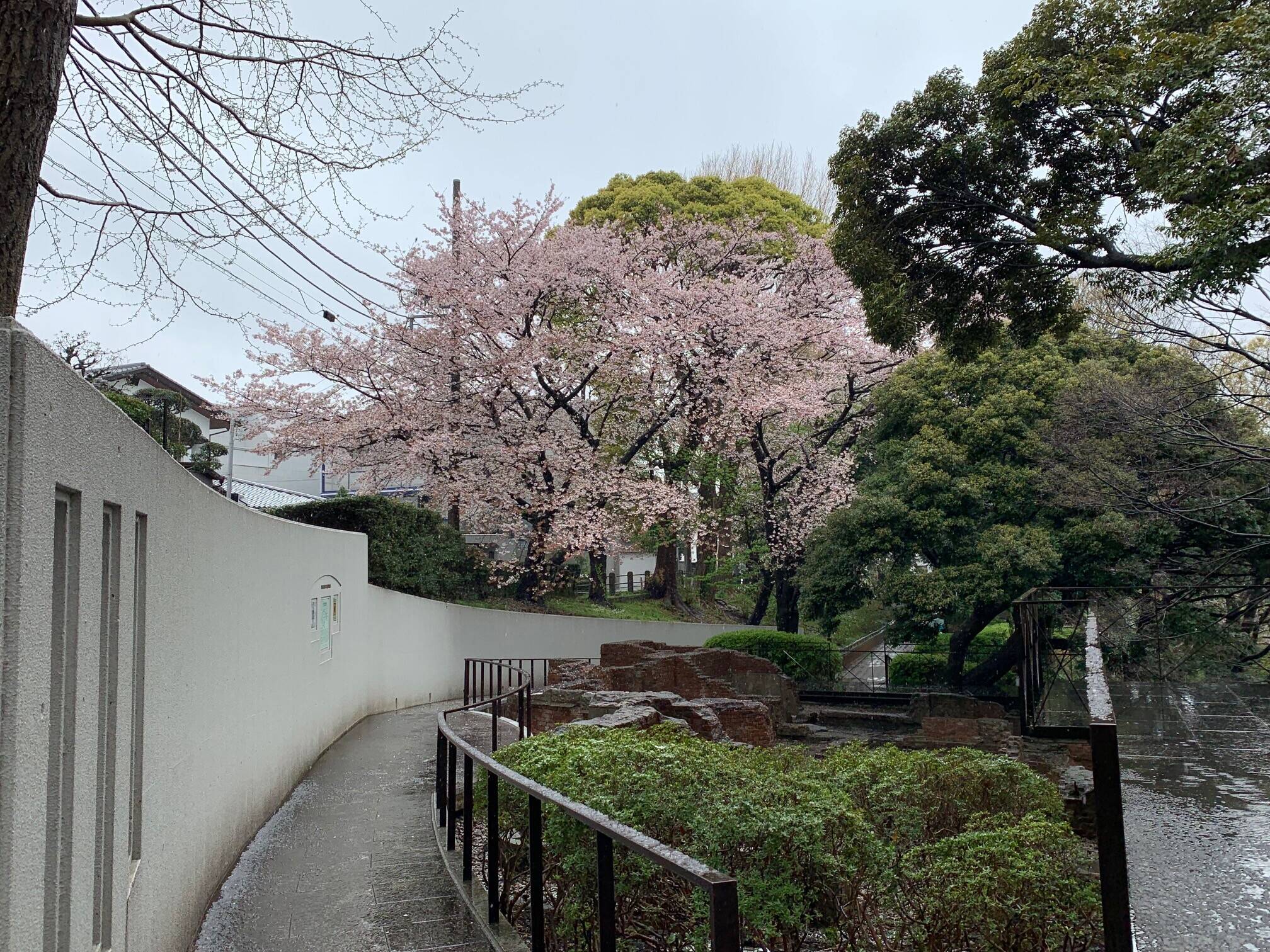 0329桜情報.jpeg
