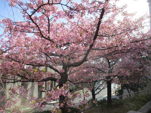 0307元町公園セントジョセフ河津桜.jpg