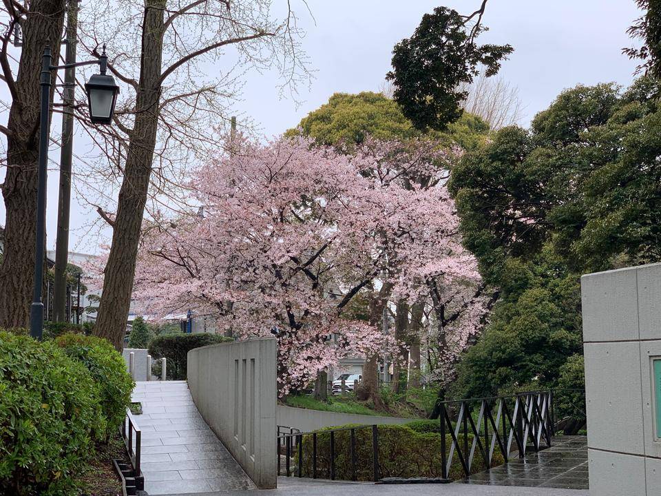 0403元町公園桜.jpg