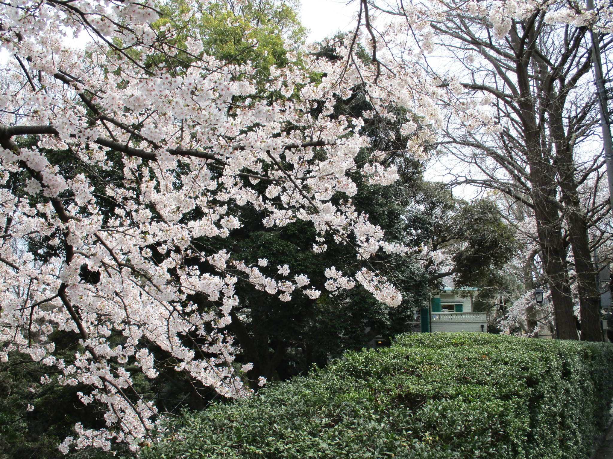 0328エリス桜 (2).jpg