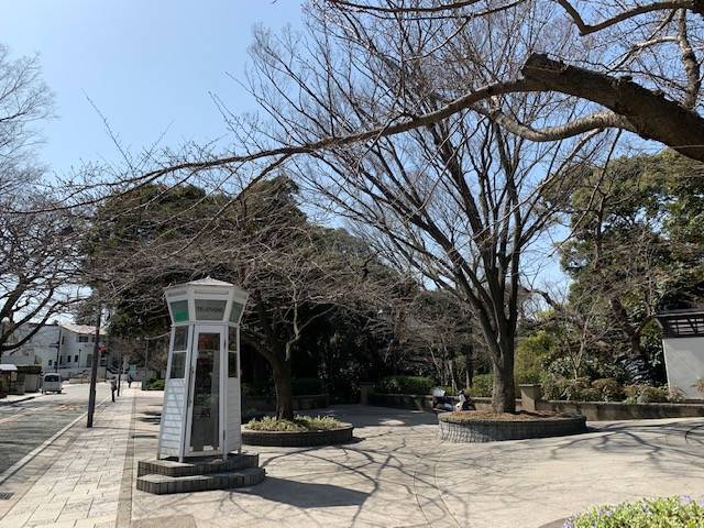 0311元町公園桜３.jpg
