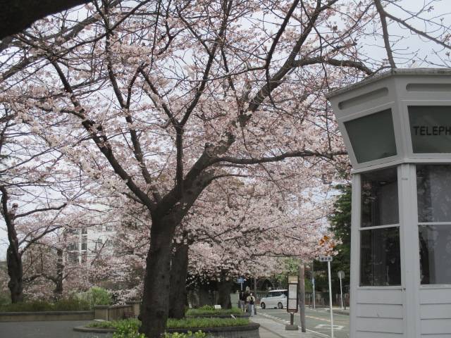 0326元町公園桜.jpg