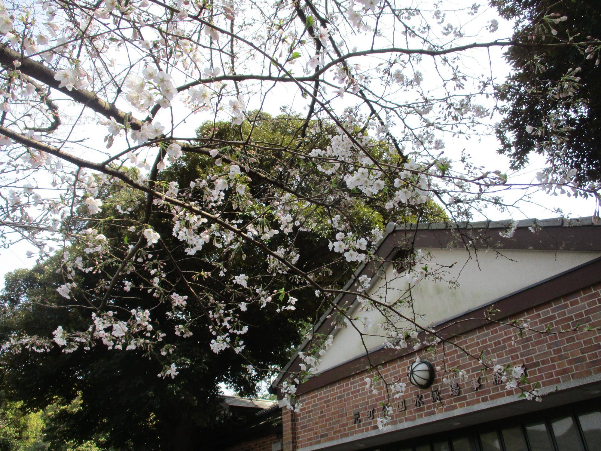 4月2日元町公園桜①.jpg