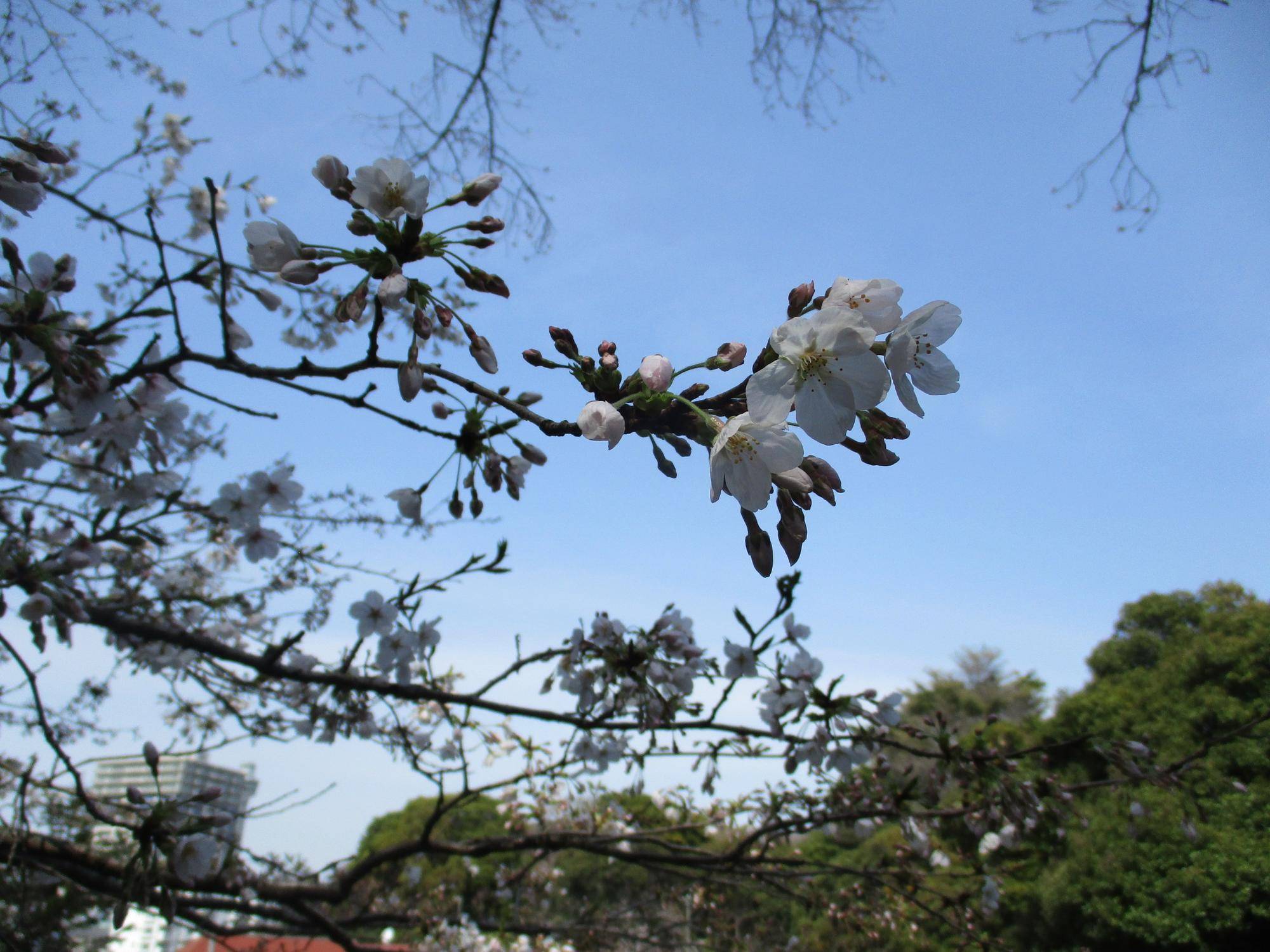 4月2日元町公園桜②.jpg