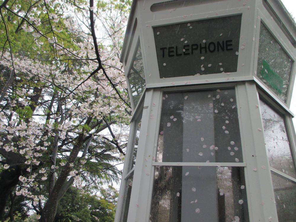 0409 234 ①桜.開花状況.jpg