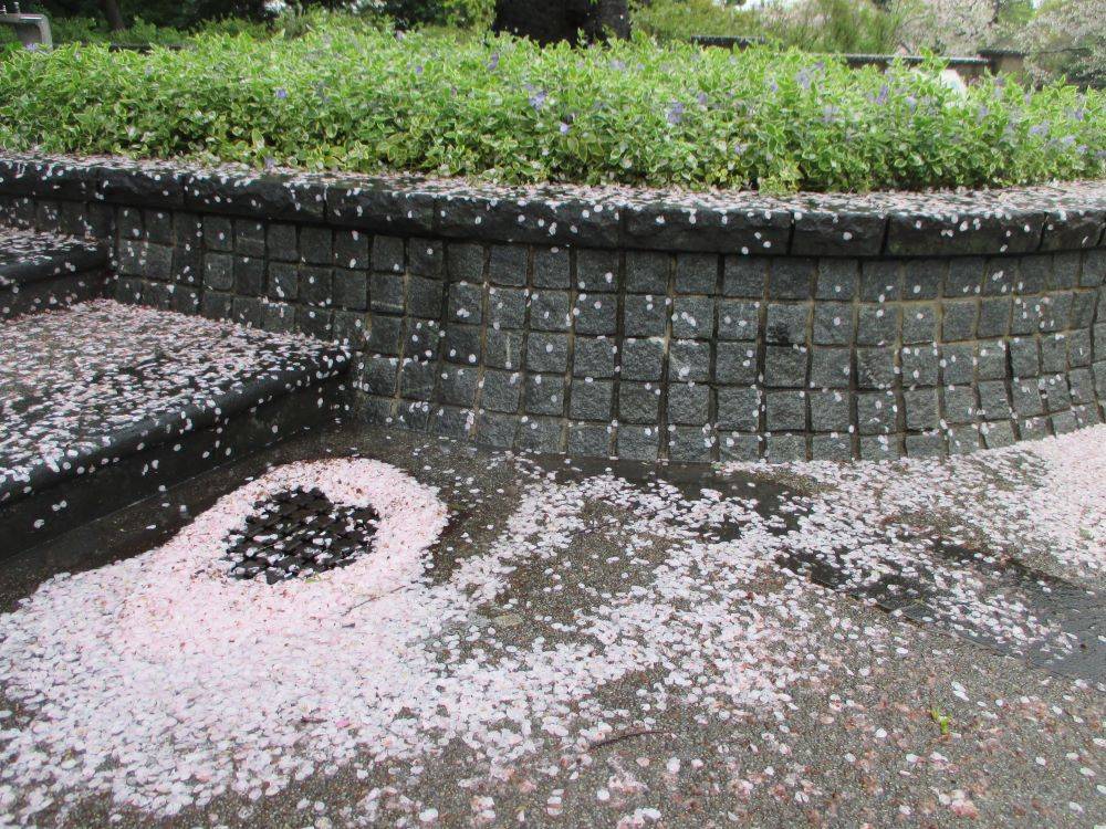 0409 234 ③桜.開花状況.jpg