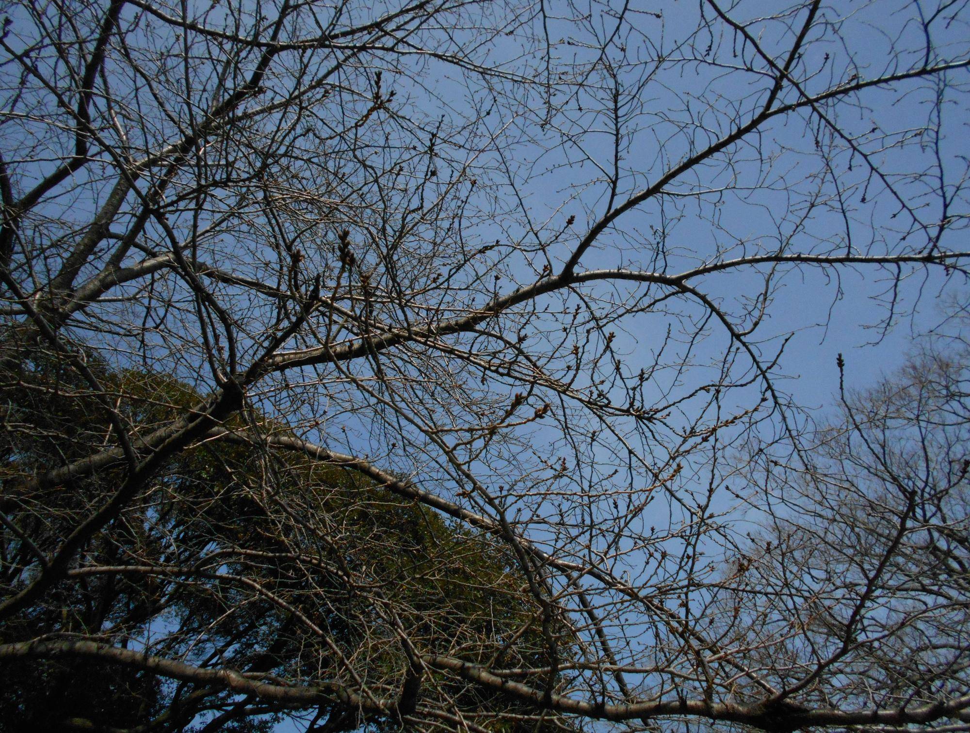 0315元町公園桜アップ.jpg