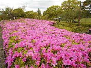 つつじ祭りが開催されました!