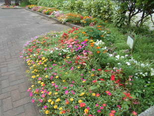 ウリ・花・ムクドリ