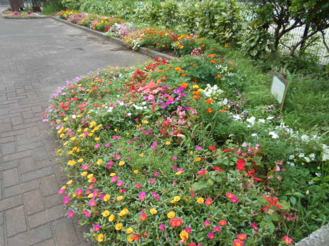 ウリ・花・ムクドリの写真