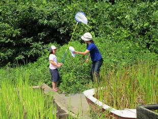 トンボとり大作戦　8月１３日（土）