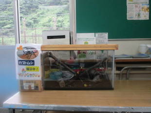 カブトムシを展示・飼育中