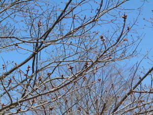 3月16日　サクラの開花情報
