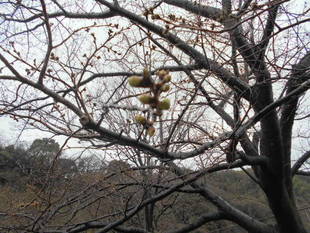 3月21日　サクラの開花情報